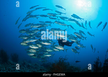 Taucher und Untiefe Bigeye Trevally Caranx Sexfasciatus, Sanganeb, Rotes Meer, Sudan Stockfoto