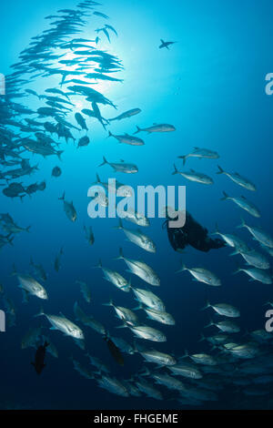 Taucher und Untiefe Bigeye Trevally Caranx Sexfasciatus, Sanganeb, Rotes Meer, Sudan Stockfoto