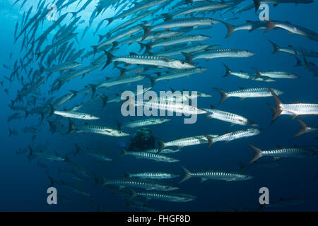 Taucher und Untiefe Blackfin Barracudas, größten Qenie, Shaab Rumi, Rotes Meer, Sudan Stockfoto