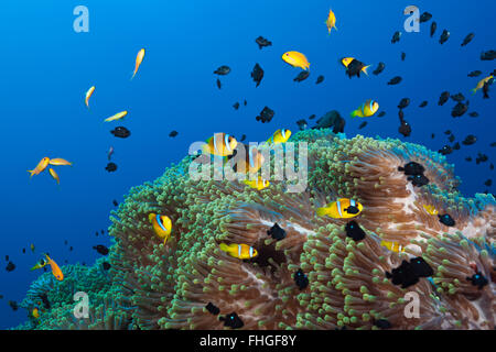 Twobar Anemonefish im Korallenriff, Amphiprion Bicinctus, Shaab Rumi, Rotes Meer, Sudan Stockfoto