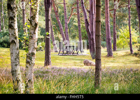 Tisch mit Stühlen in einem Garten oder Wald Stockfoto