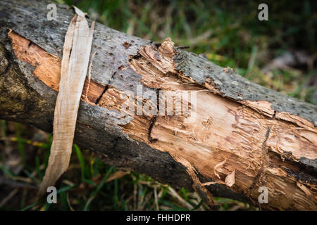 Baumstumpf mit Schaben und abblätternde Rinde Stockfoto