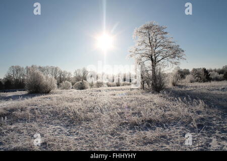 schöner Baum im Winter Feld unter strahlender Sonne bedeckt weißer Raureif Stockfoto