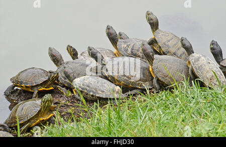 Wasser-Schildkröten-Familie Stockfoto
