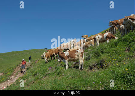 Österreich. Kitzbüheler Alpen. Kitzbühel. Wanderer. Europa Stockfoto