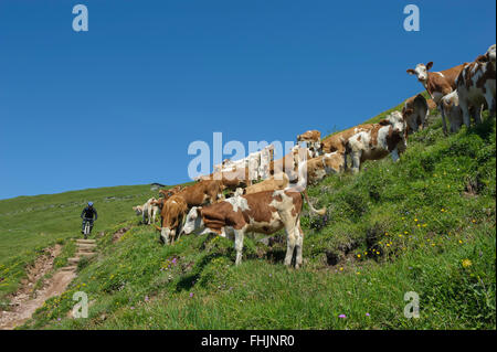 Österreich. Kitzbüheler Alpen. Kitzbühel. Wanderer. Europa Stockfoto