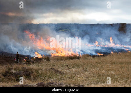 North Pennines, County Durham. 25. Februar 2016. Großbritannien Wetter. Ruhig, kühl und trocken Wetter erhält Jagdaufseher Gelegenheit, kontrollierte Heather brennen als Bestandteil ihrer Grouse moor Management zu verwenden. Jedes Jahr vor Beginn der Brutsaison Abschnitte von Heidekraut werden verbrannt, zu ermutigen, neue Triebe wachsen, die von Moorschneehühner gespeist werden. Bildnachweis: David Forster/Alamy Live-Nachrichten Stockfoto