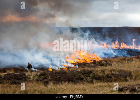 North Pennines, County Durham. 25. Februar 2016. Großbritannien Wetter. Ruhig, kühl und trocken Wetter erhält Jagdaufseher Gelegenheit, kontrollierte Heather brennen als Bestandteil ihrer Grouse moor Management zu verwenden. Jedes Jahr vor Beginn der Brutsaison Abschnitte von Heidekraut werden verbrannt, zu ermutigen, neue Triebe wachsen, die von Moorschneehühner gespeist werden. Bildnachweis: David Forster/Alamy Live-Nachrichten Stockfoto