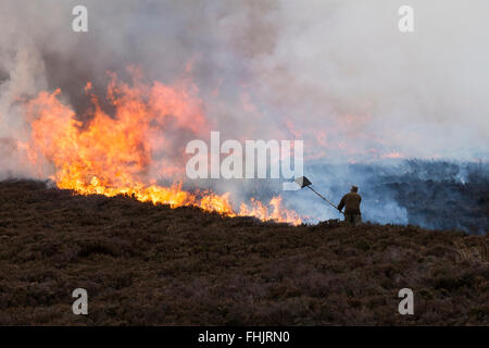 North Pennines, County Durham. 25. Februar 2016. Großbritannien Wetter. Ruhig, kühl und trocken Wetter erhält Jagdaufseher Gelegenheit, kontrollierte Heather brennen als Bestandteil ihrer Grouse moor Management zu verwenden. Jedes Jahr vor Beginn der Brutsaison Abschnitte von Heidekraut werden verbrannt, zu ermutigen, neue Triebe wachsen, die von Moorschneehühner gespeist werden. Bildnachweis: David Forster/Alamy Live-Nachrichten Stockfoto