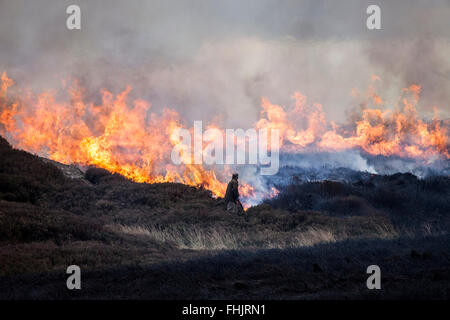 North Pennines, County Durham. 25. Februar 2016. Großbritannien Wetter. Ruhig, kühl und trocken Wetter erhält Jagdaufseher Gelegenheit, kontrollierte Heather brennen als Bestandteil ihrer Grouse moor Management zu verwenden. Jedes Jahr vor Beginn der Brutsaison Abschnitte von Heidekraut werden verbrannt, zu ermutigen, neue Triebe wachsen, die von Moorschneehühner gespeist werden. Bildnachweis: David Forster/Alamy Live-Nachrichten Stockfoto