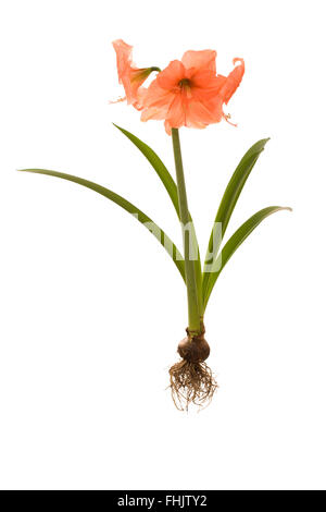 ganze Amaryllis Pflanze mit Birne und Wurzeln isolierten weißen Hintergrund (Peach Melba) Stockfoto