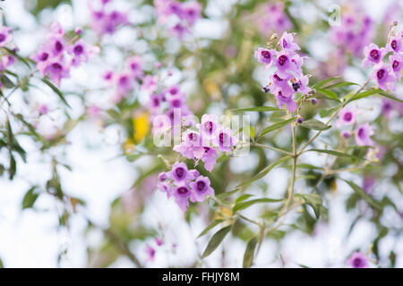 Prostanthera Ovalifolia. Ovale rotblättrige Mint Bush in Blüte Stockfoto