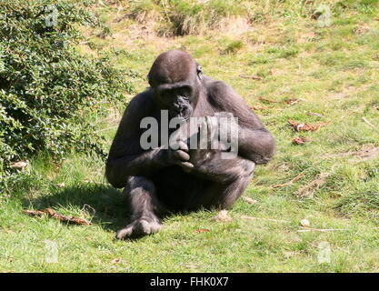 Junge männliche Westlicher Flachlandgorilla Studium seinen eigenen Fuß Stockfoto