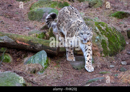 Snow Leopard Stockfoto