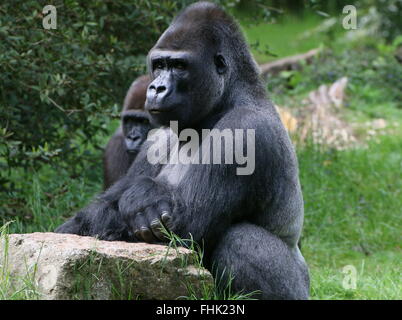 Reife Silberrücken Westlicher Flachlandgorilla, ein weiterer junger Gorilla im Hintergrund Stockfoto