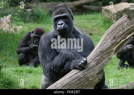 Reife Silberrücken Westlicher Flachlandgorilla, ein weiterer junger Gorilla im Hintergrund Stockfoto