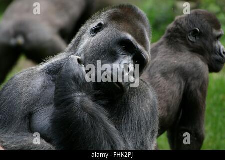 Reifen westlichen Tiefland Silverback Gorilla geistesabwesend sein Kinn kratzen Stockfoto