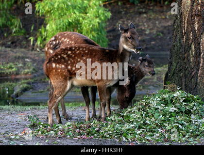 Familie von Visayan oder philippinischen gefleckte Hirsch (Cervus Alfredi, Rusa Alfredi); Hirsch Geweih-Less, Doe und jungen Rehkitz Stockfoto