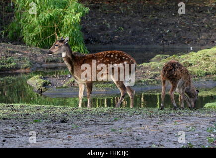 Visayan oder philippinischen gefleckte Hirsch (Cervus Alfredi, Rusa Alfredi) alarmieren Mutter mit weidenden jungen Rehkitz am Rand des Wassers Stockfoto