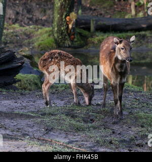 Visayan oder philippinischen gefleckte Hirsch (Cervus Alfredi, Rusa Alfredi), Mutter mit jungen Rehkitz in einer Waldlichtung Stockfoto