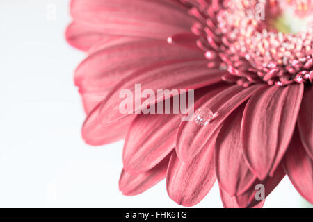 Rosa Gerbera Blume auf dem weißen Hintergrund. Tiefenschärfe, getönt Stockfoto