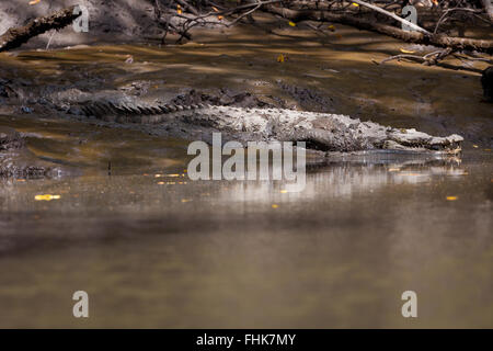 Ein großes amerikanisches Krokodil, Crocodylus acuatus, im Mangrovenwald in Golfo de Montijo, Pazifikküste, Veraguas Provinz, Republik Panama. Stockfoto