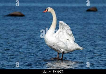 Stummer Schwan, auf Felsen im Wasser stehend, mit angehobenen Flügeln Stockfoto