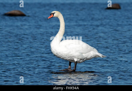 Stummer Schwan, der auf Felsen im Wasser steht Stockfoto