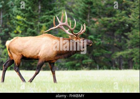 Stier Elch (Cervus Elaphus Canadensis), Rocky Mountains Stockfoto