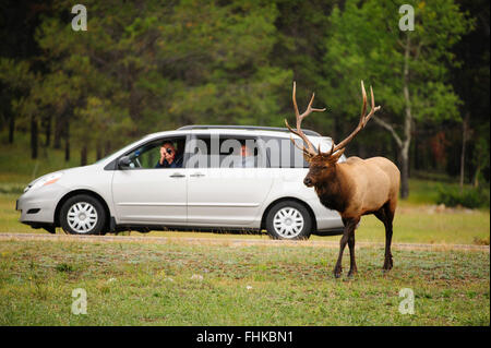 Touristen fotografieren und beobachten einen jungen Stier Elch (Cervus Elaphus Canadensis), Northern Rockies Stockfoto