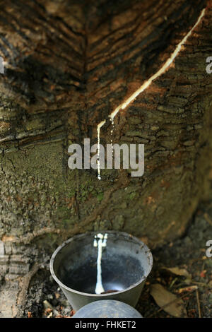 Latex Gummizapfen aus einem wilden Gummibaum (Hevea Brasiliensis) im Amazonas Stockfoto