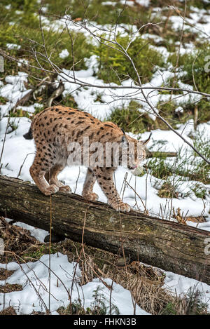 Eurasischer Luchs (Lynx Lynx) zu Fuß über den Baumstamm in der Taiga im Schnee im Winter / Frühjahr Stockfoto