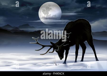 Elch Winter Wiese Illustration. North American Elch auf der Suche nach Nahrung in der Nacht. Stockfoto