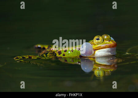 Essbare Frosch / grüner Frosch (außer kl. Esculentus / Rana kl. Esculenta) männlichen schwebend in Teich zeigt aufgeblasen vocal Säcke Stockfoto