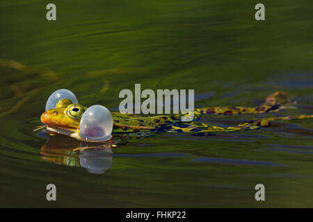 Essbare Frosch / grüner Frosch (außer kl. Esculentus / Rana kl. Esculenta) männlichen schwebend in Teich zeigt aufgeblasen vocal Säcke