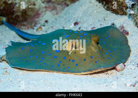 Bluespotted Ribbontail Ray, Taeniura Lymma, Sanganeb, Rotes Meer, Sudan Stockfoto