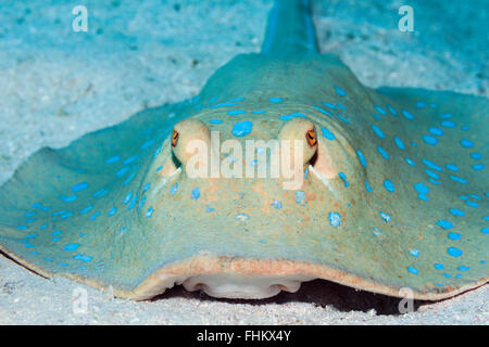 Bluespotted Ribbontail Ray, Taeniura Lymma, Sanganeb, Rotes Meer, Sudan Stockfoto