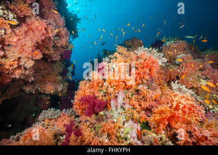 Farbige weiche Korallenriff, Shaab Rumi, Rotes Meer, Sudan Stockfoto