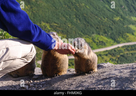 Mann, die Fütterung von Äpfeln, wilde alpine Murmeltiere (Marmota Marmota) in den Schweizer Alpen. Valais/Wallis, Schweiz. Stockfoto