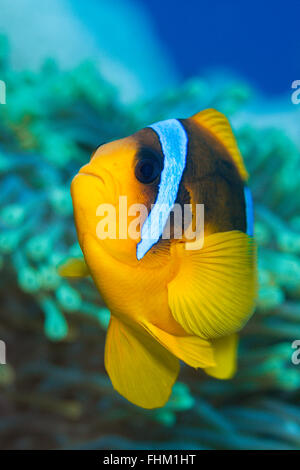 Twobar Anemonefish, Amphiprion Bicinctus, Shaab Rumi, Rotes Meer, Sudan Stockfoto