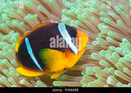 Twobar Anemonefish, Amphiprion Bicinctus, Shaab Rumi, Rotes Meer, Sudan Stockfoto