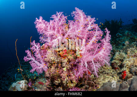 Farbige weiche Korallenriff, Shaab Rumi, Rotes Meer, Sudan Stockfoto