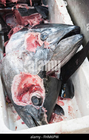 Thunfisch Köpfe, Tsukiji-Fischmarkt, Tokyo, Japan Stockfoto