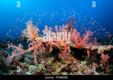 Farbige weiche Korallenriff, Shaab Rumi, Rotes Meer, Sudan Stockfoto