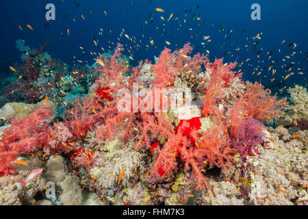 Farbige weiche Korallenriff, Shaab Rumi, Rotes Meer, Sudan Stockfoto