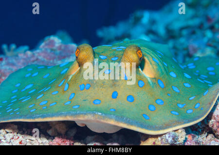 Bluespotted Ribbontail Ray, Taeniura Lymma, Shaab Rumi, Rotes Meer, Sudan Stockfoto