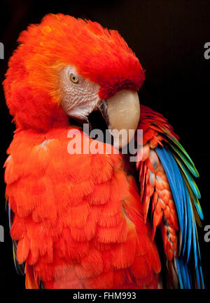 Scarlet Mcaw Papagei in hellen Farben auf schwarzem Hintergrund putzen eindrucksvolle Bilder im Hochformat in kräftigen Farben Farben Nahaufnahme Detail. UK Zoo Tier Stockfoto