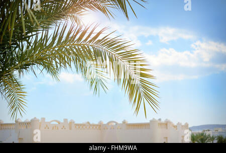 Schöne Palmzweig auf blauen Himmelshintergrund Stockfoto