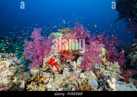 Farbige weiche Korallenriff, Shaab Rumi, Rotes Meer, Sudan Stockfoto