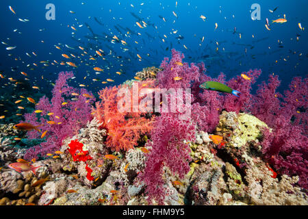 Farbige weiche Korallenriff, Shaab Rumi, Rotes Meer, Sudan Stockfoto